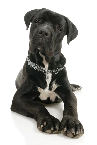 Cane corso cão — Fotografia de Stock