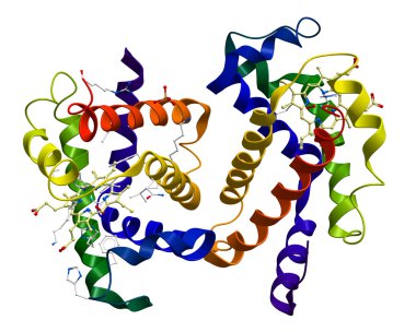 Human oxyhemoglobin molecular structure clipart