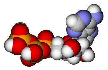 Adenosine triphosphate (ATP) space filling molecular model clipart