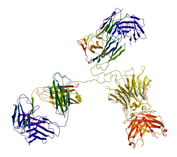 Molekula imunoglobulinu — Stock fotografie