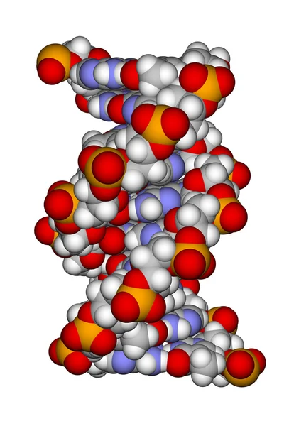 Parte de una doble hélice de ADN (un modelo de llenado de espacio ) — Foto de Stock