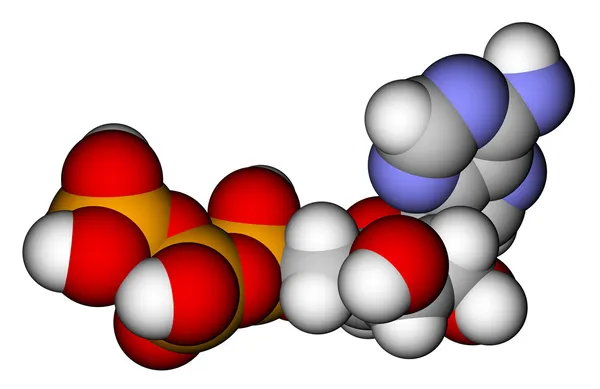 Молекулярная модель заполнения пространства аденозиновым трифосфатом — стоковое фото