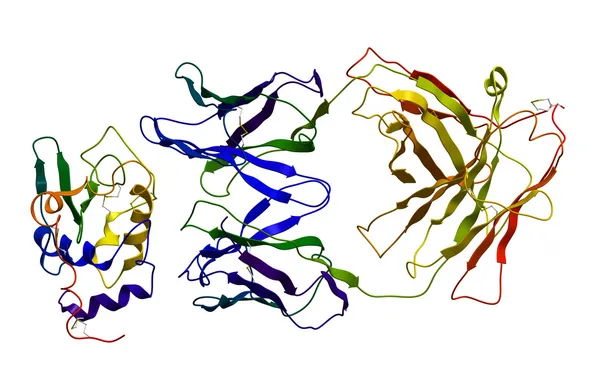 Імуноглобулін зв'язаний з антигеном — стокове фото
