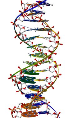 DNA macromolecule clipart