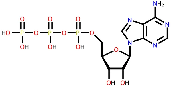 Структурная формула трифосфата аденозина (АТФ) — стоковый вектор