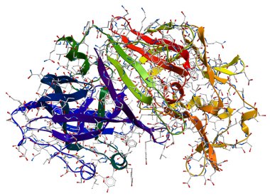 enzim pepsin 3d modeli