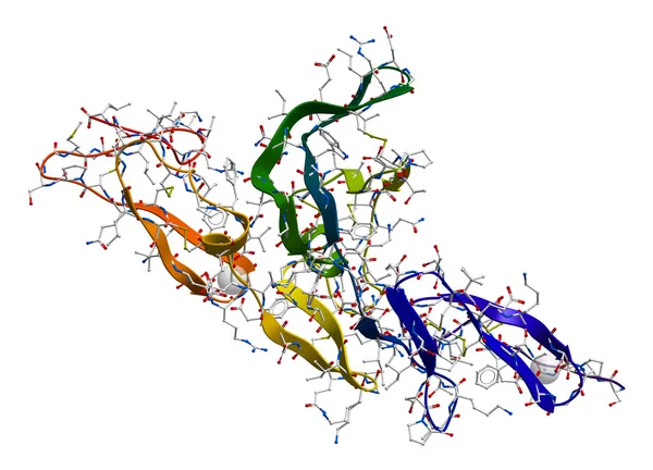 Fibrillin 당단백질 분자 — 스톡 사진
