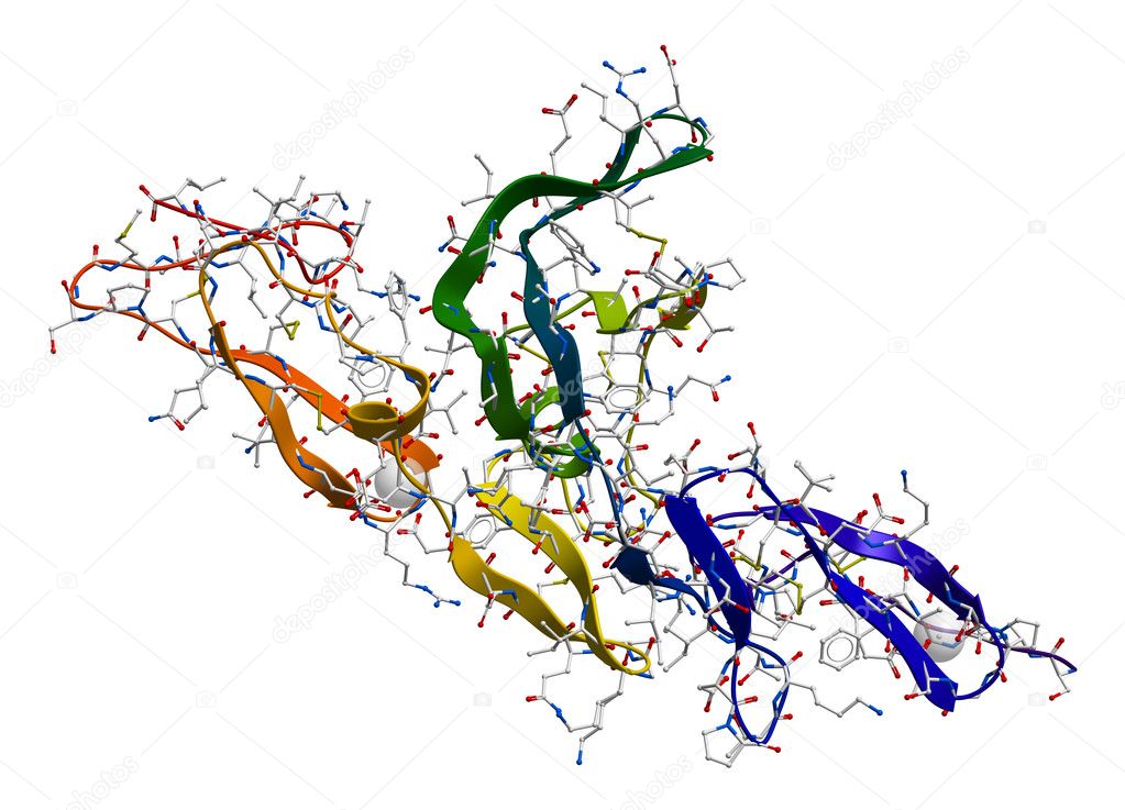 Fibrillin glycoprotein molecule