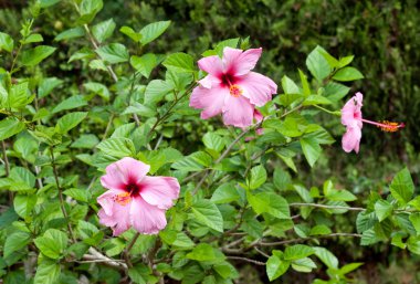 hibiscus çiçeği