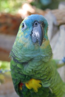 Blue and green parrot clipart