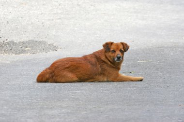 bir yolda yatan bir köpek