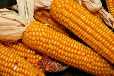 Several corn kernels close up