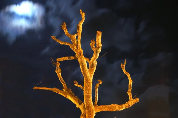 Stock image Naked tree at night