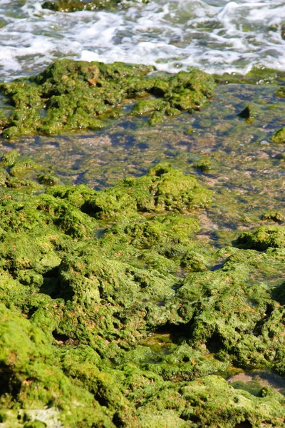 stock image Sea weed