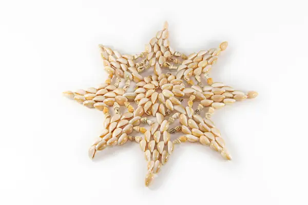 海の貝から成っている鍋ベース — ストック写真