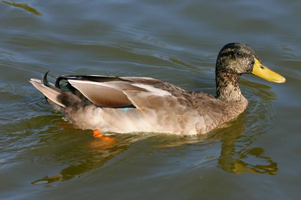 Swimming duck — Stock Photo, Image
