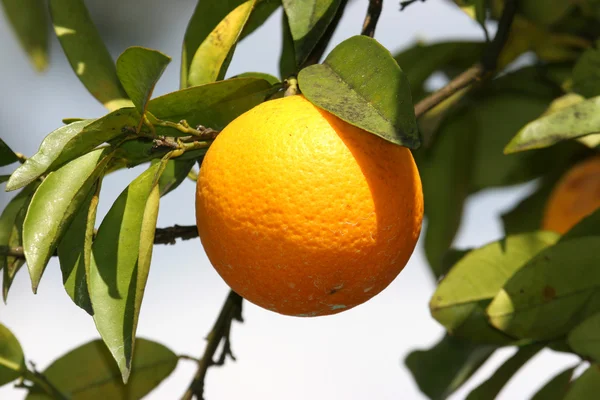 オレンジの木の枝 — ストック写真