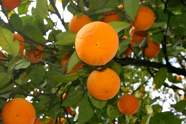 Несколько апельсинов на ветке дерева — стоковое фото