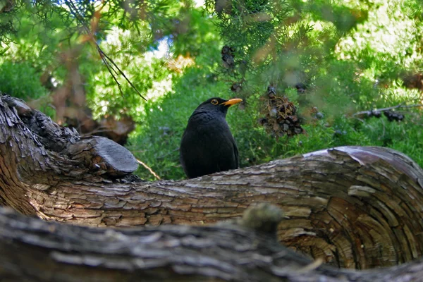 Pájaro negro pequeño en un árbol — Foto de Stock