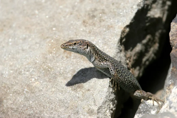 Lizard peeking from a hole — Stock Photo, Image