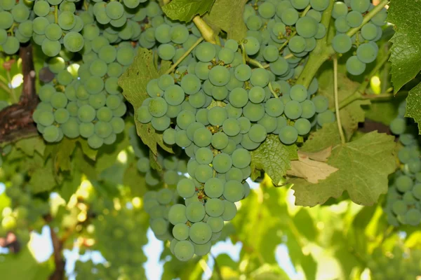 White grapes on a vineyeard — Stock Photo, Image