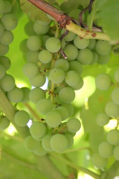 White grape cluster closeup on a vineyeard — Stock Photo, Image