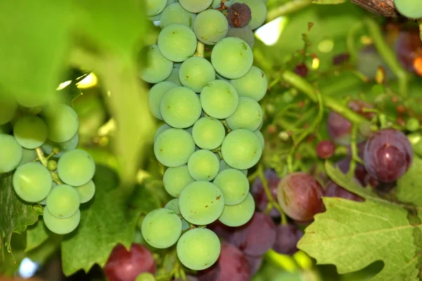 White and red grape clusters closeup on a vineyeard — Stock Photo, Image