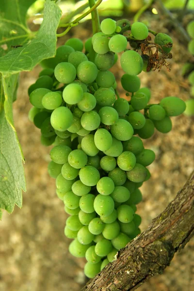 Big white grape cluster closeup on a vineyeard — Stock Photo, Image