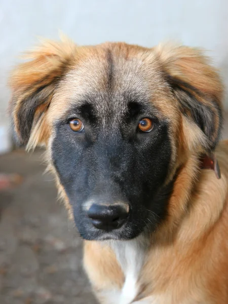 Portret psa szczeniaka — Zdjęcie stockowe