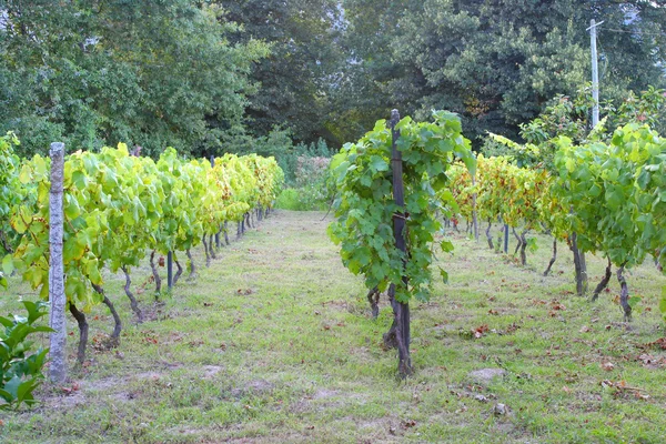 Vine plantation — Stock Photo, Image