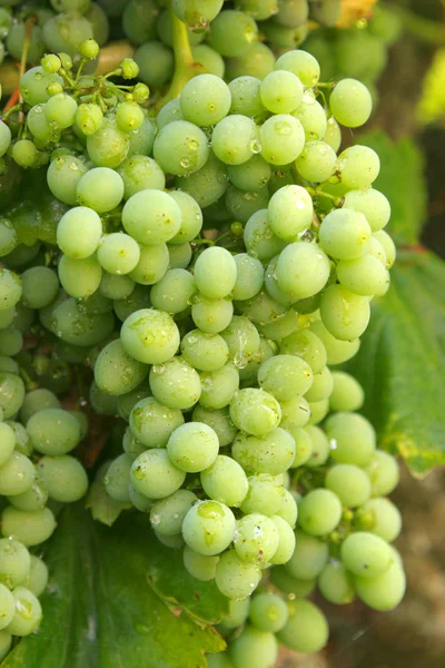 Big white grape cluster closeup — Stock Photo, Image