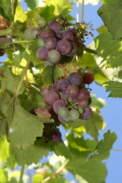 Gros grappe de raisin rouge en gros plan sur un vignoble — Photo