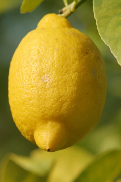Lemon Closeup — Stock Photo, Image
