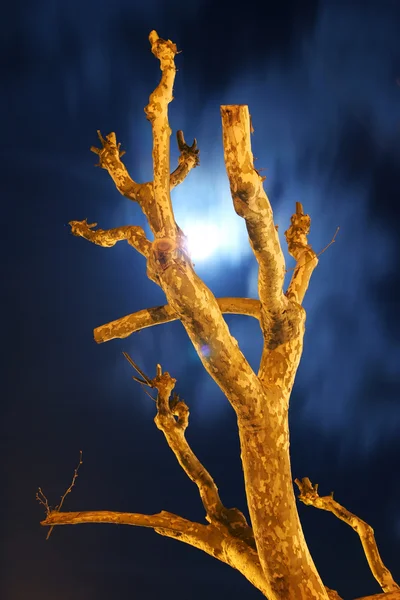 Albero nudo di notte verticale Foto Stock