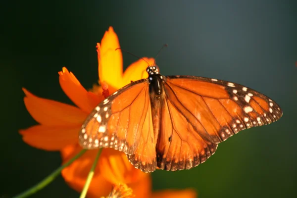 Farfalla arancione Fotografia Stock