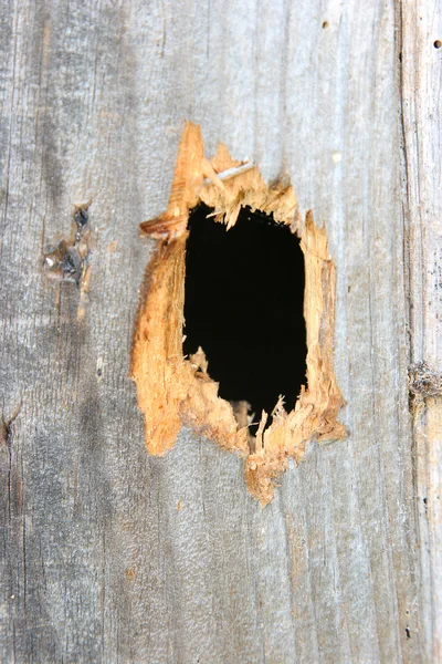 木の板の穴 ストック写真