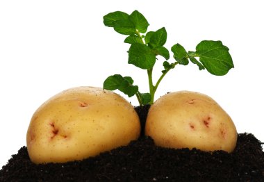 Potatoes with sprout clipart