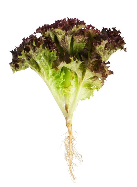 Salat mit Wurzel — Stockfoto