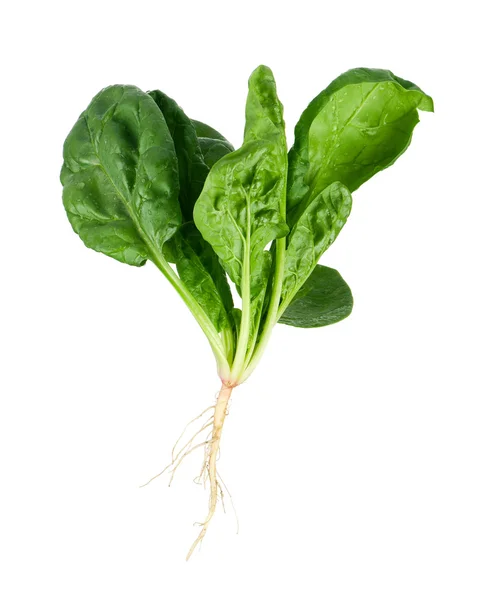 Spinach with root — Stock Photo, Image
