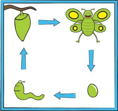 Butterfly metamorphosis clipart