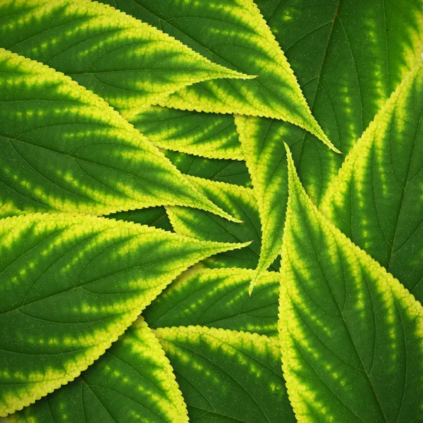 Hermosas hojas verdes fondo — Foto de Stock