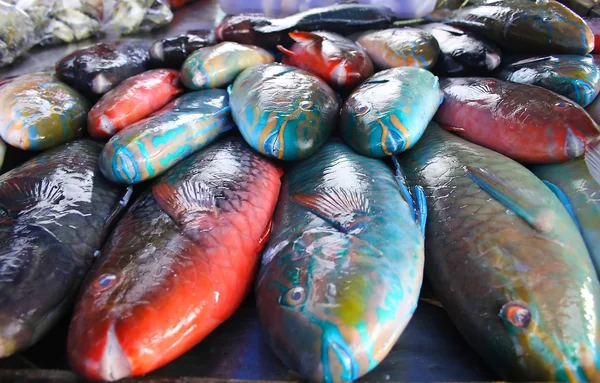 Parrot fish at phuket — Stock Photo, Image