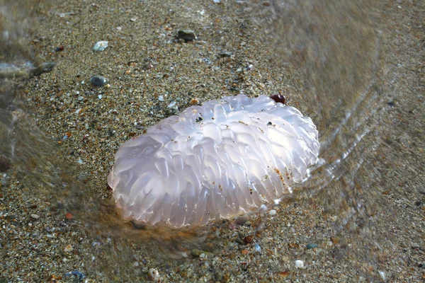 Kum üzerinde denizanası — Stok fotoğraf