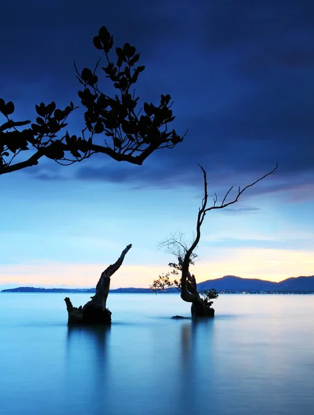 Crepúsculo e árvore morta no mar — Fotografia de Stock