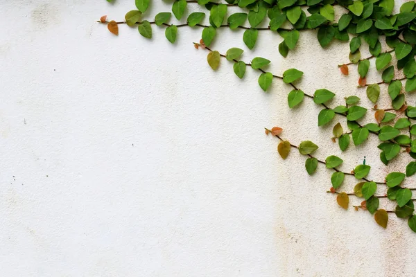 Ivy vinstockar på väggen — Stockfoto