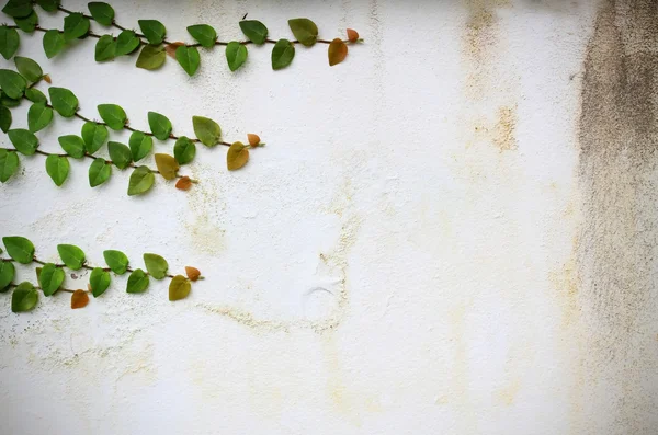 Viñas de hiedra en la pared — Foto de Stock
