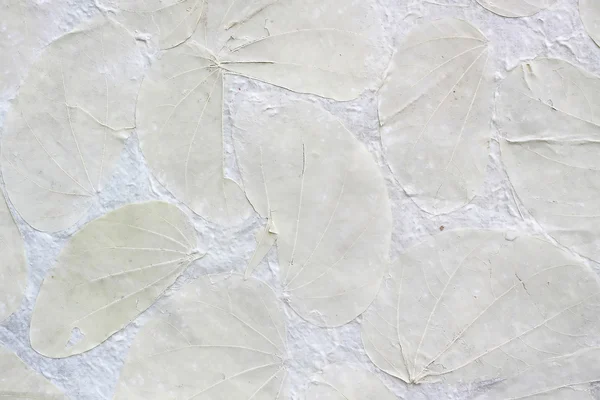 Сухие листья на бумажном фоне — стоковое фото