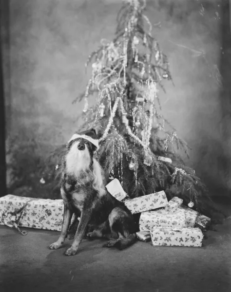 stock image CHRISTMAS POOCH