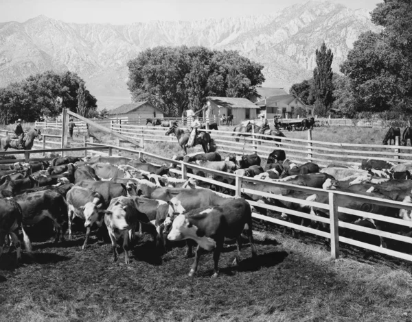 Rogate ranczo — Zdjęcie stockowe