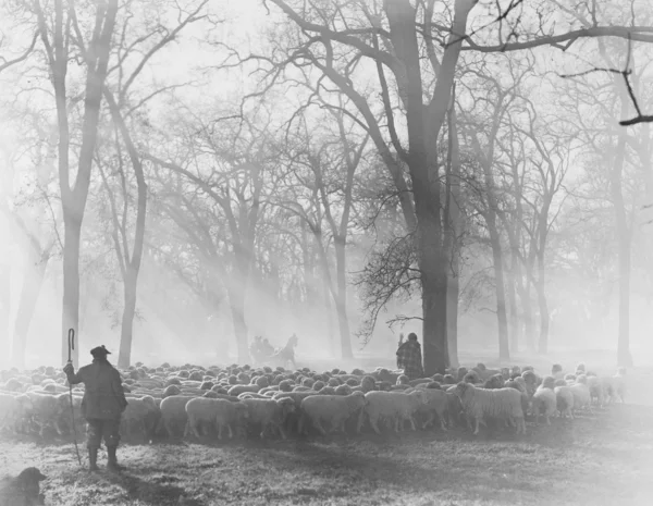 Leading the Flock - sheepherders at work — Stock Photo, Image